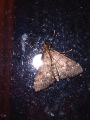 Proternia philocapna