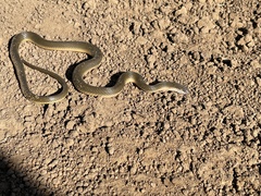 Lycodonomorphus rufulus