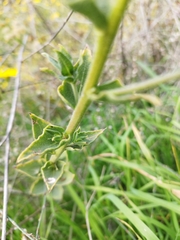 Angiospermae