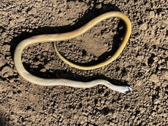 Lycodonomorphus rufulus