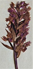 Dactylorhiza maculata
