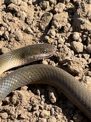 Lycodonomorphus rufulus