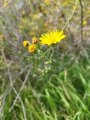 Angiospermae