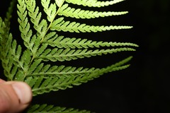 Amauropelta consanguinea