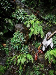 Amauropelta consanguinea