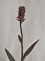 Dactylorhiza maculata