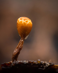 Trichia botrytis