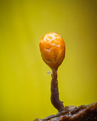 Trichia botrytis