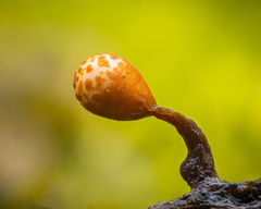 Trichia botrytis