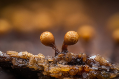 Trichia botrytis