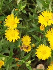 Apis mellifera