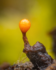 Trichia botrytis
