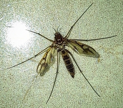 Sciaroidea