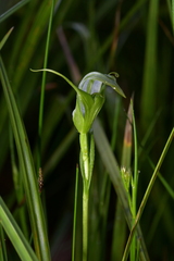 Pterostylis micromega