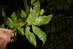 Inga dominicensis
