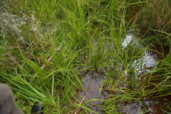 Pterostylis micromega