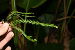 Lellingeria suspensa