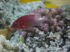 Sargocentron caudimaculatum
