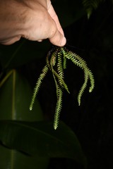 Lellingeria suspensa