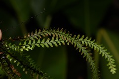 Lellingeria suspensa