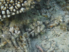 Corythoichthys schultzi