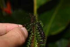 Lellingeria suspensa