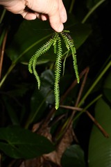 Lellingeria suspensa