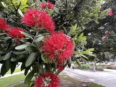 Metrosideros excelsa