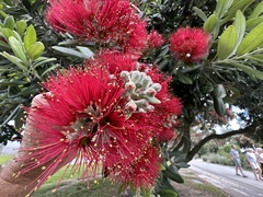 Metrosideros excelsa