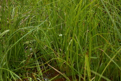 Pterostylis micromega
