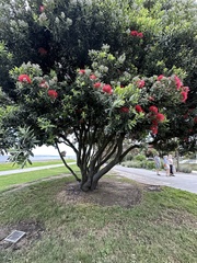 Metrosideros excelsa