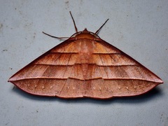 Sarcinodes reductatus