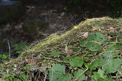 Cuscuta japonica