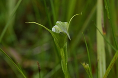 Pterostylis micromega