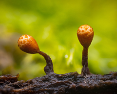 Trichia botrytis