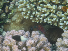 Pseudocheilinus hexataenia