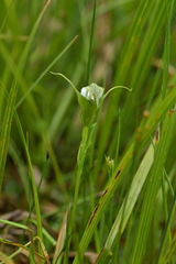 Pterostylis micromega