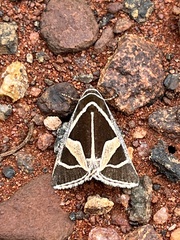 Xenogenes gloriosa