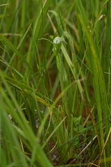 Pterostylis micromega