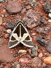 Xenogenes gloriosa