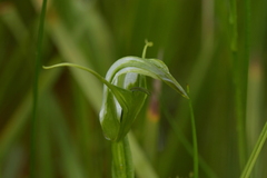 Pterostylis micromega