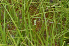 Pterostylis micromega