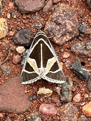 Xenogenes gloriosa