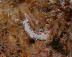 Hypselodoris decorata