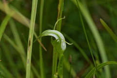 Pterostylis micromega