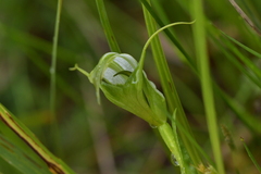 Pterostylis micromega