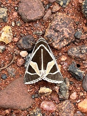 Xenogenes gloriosa