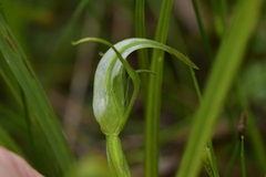Pterostylis micromega