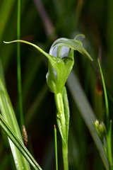Pterostylis micromega