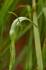 Pterostylis micromega
